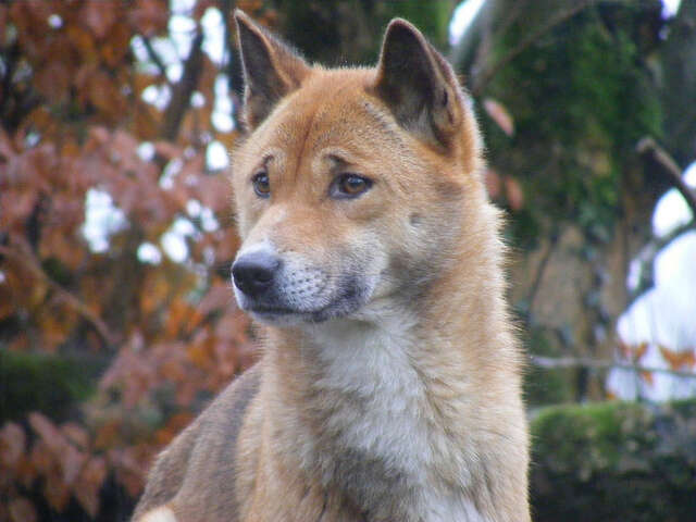 are there dogs in papua new guinea