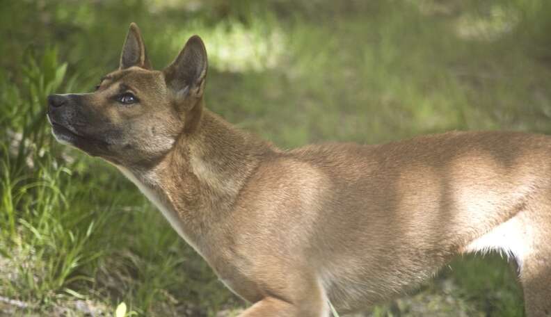 are there dogs in papua new guinea