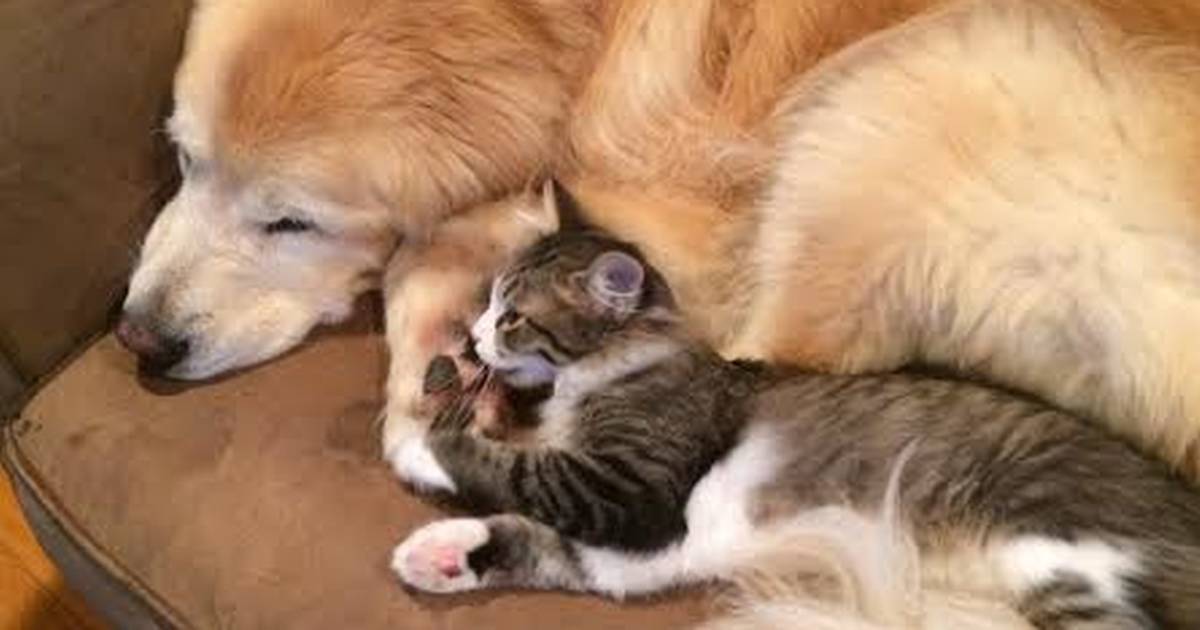 can a cat help a dog with separation anxiety
