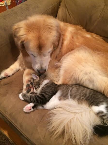 Do Cats Help Dogs With Separation Anxiety