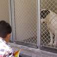 Boy With Autism Teaches Shy Shelter Dogs It's OK To Be Themselves
