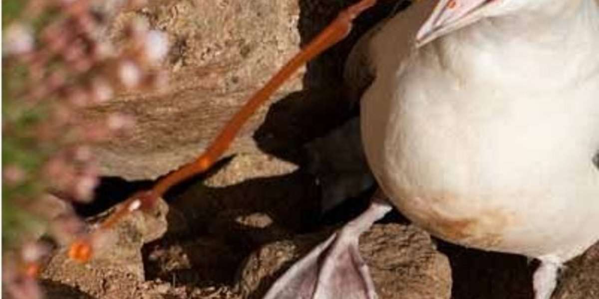 The Most Remarkable (And Disgusting) Animal Defenses Of All Time - The Dodo