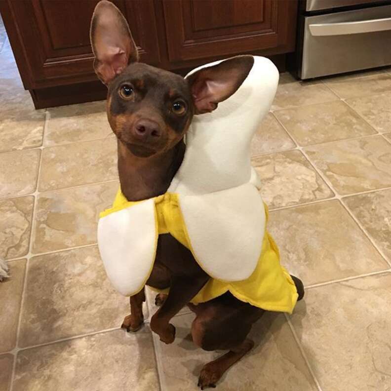 Funny Dog Costumes: 8 Picks Sure To Slay This Halloween - DodoWell - The  Dodo