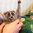 Slow Lorises Went Viral And It Almost Killed Them