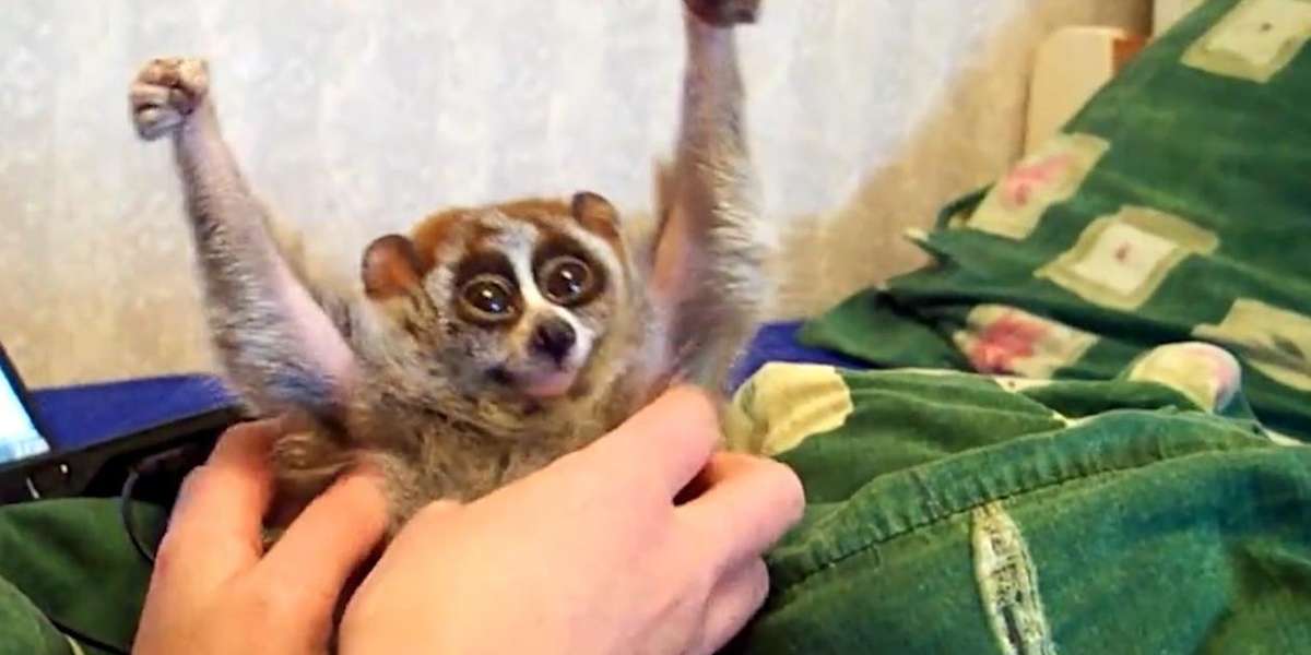 slow loris stuffed animal