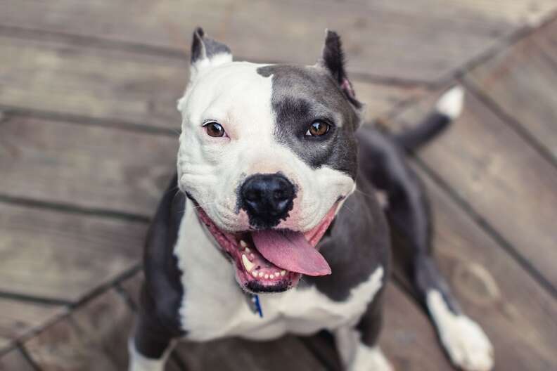 Stunning Portraits Show Just How Gentle Pit Bulls Are - The Dodo