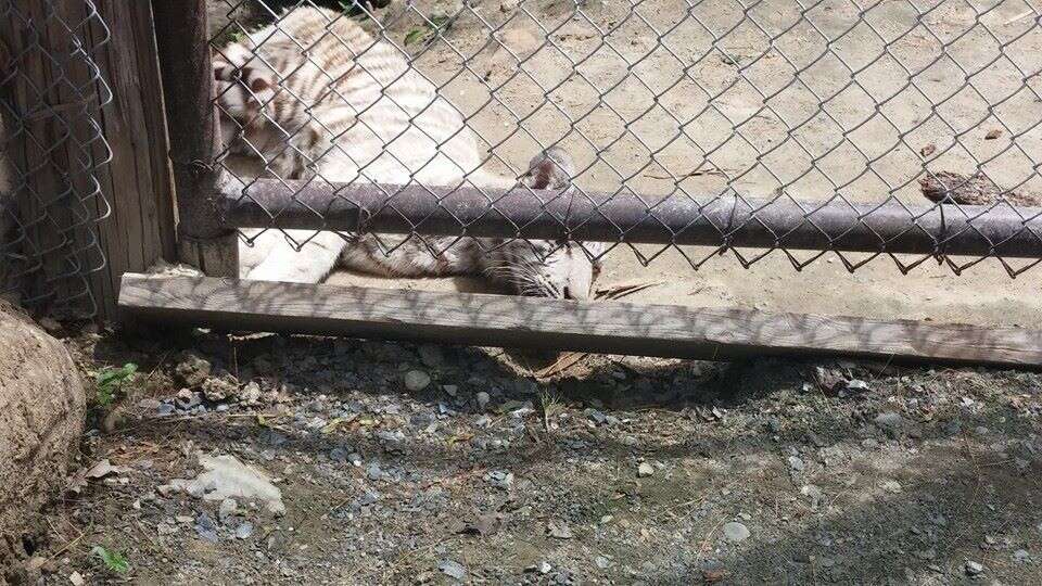 White tiger cub at DEW Haven, aka Yankee Jungle