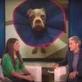 Ellen Gives Couple $10,000 To Help Save Their Sick Dog