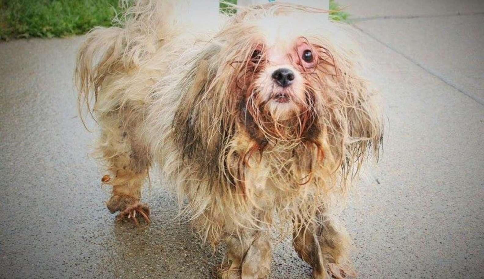 Love Changed Everything For This Sad, Shaggy Stray Dog - The Dodo