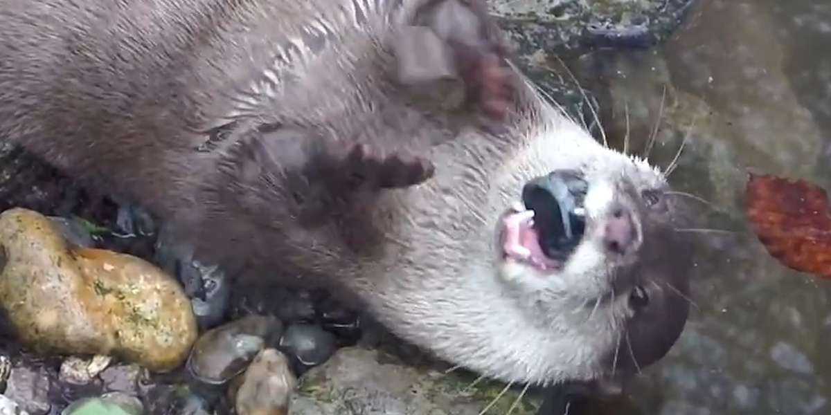 Otters Love To Juggle Rocks — For A Few Reasons - Videos - The Dodo