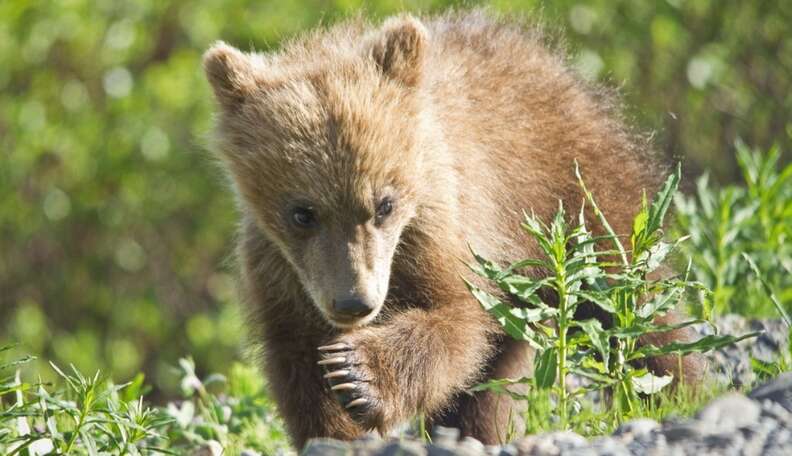 Thirsty Baby Bear Wanders Onto Ski Slope, Rescued By Locals - The Dodo