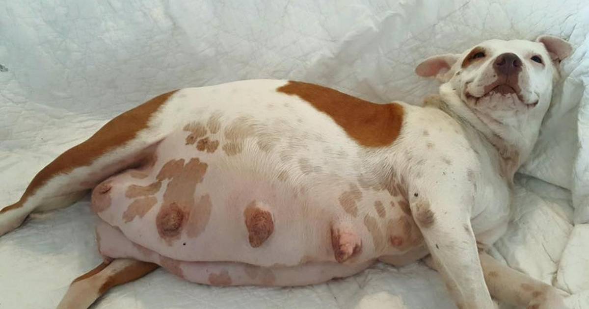 pregnant dog giving birth