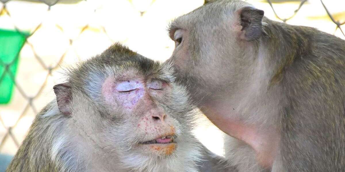 Ex Zoo Monkey Meets Love Of His Life After Waiting 12 Long Years - The Dodo