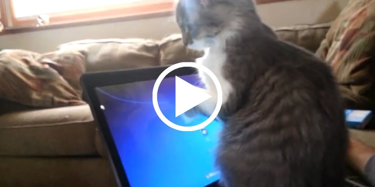 Three Cats Computer Cats And Computers: A Purrfect Match - The Dodo