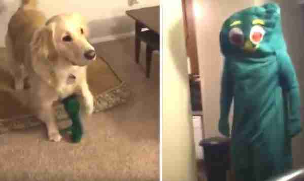 12 Amazing Things People Have Done For Animals This Year