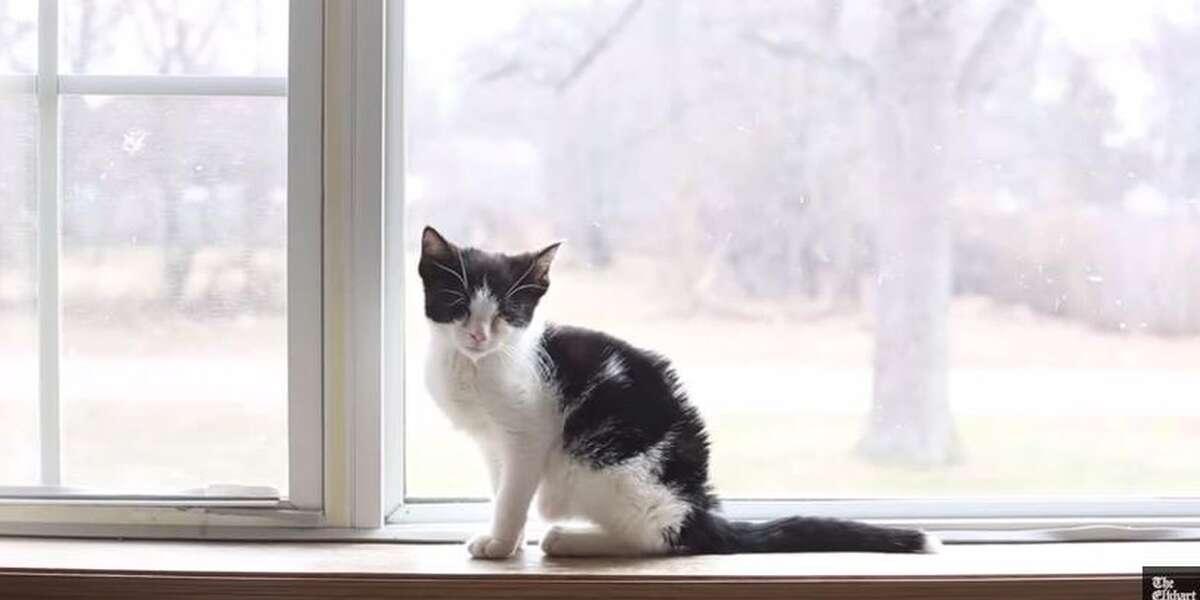 Tiny Kitten Abandoned In Mailbox Becomes A Very Special Delivery - The Dodo