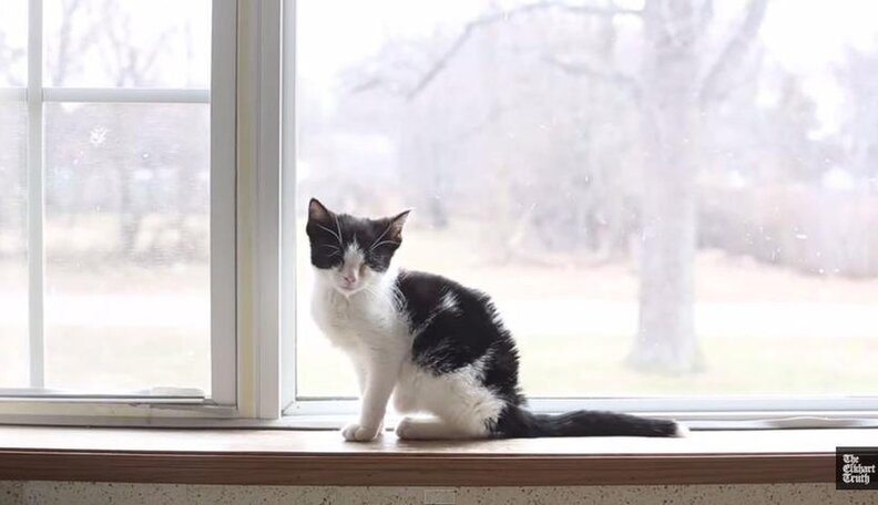Tiny Kitten Abandoned In Mailbox Becomes A Very Special Delivery - The Dodo
