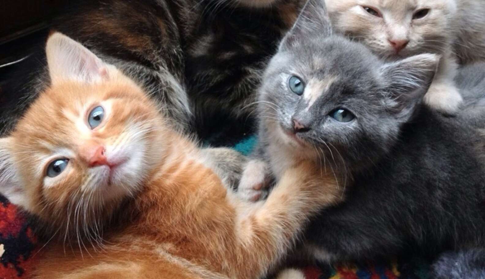 The Most Popular Cat Names In Japan The Dodo
