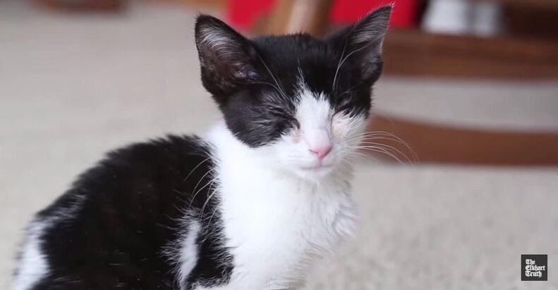 Tiny Kitten Abandoned In Mailbox Becomes A Very Special Delivery - The Dodo