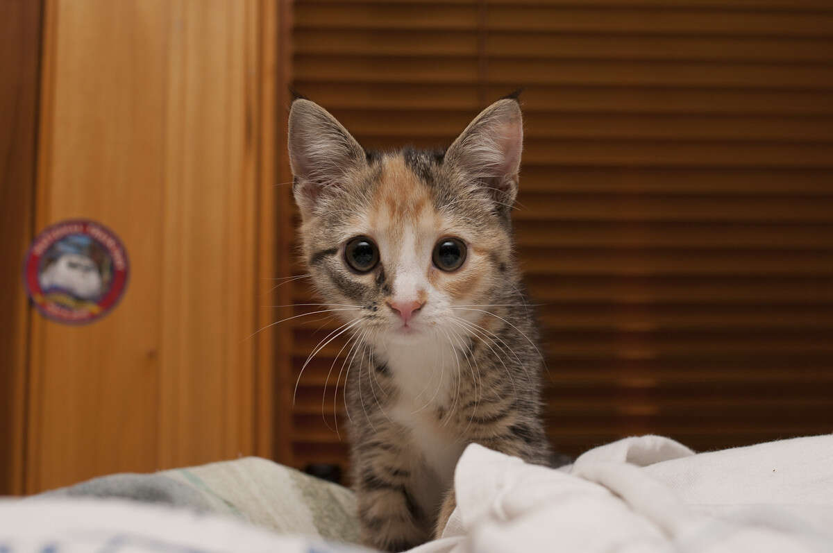 The Most Popular Cat Names In Japan The Dodo