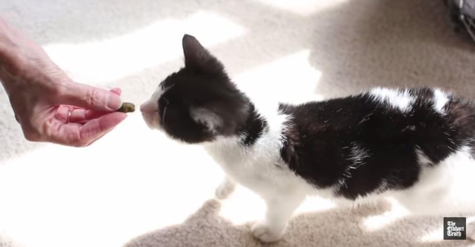 Tiny Kitten Abandoned In Mailbox A Very Special Delivery The Dodo