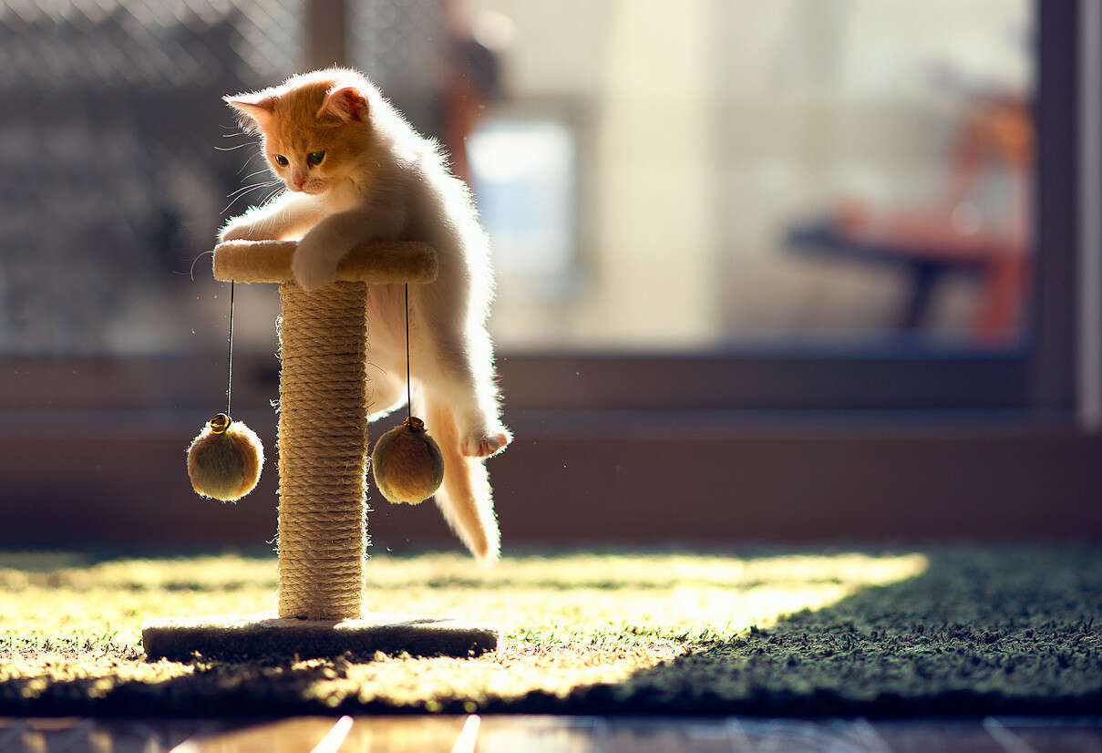 The Most Popular Cat Names In Japan The Dodo