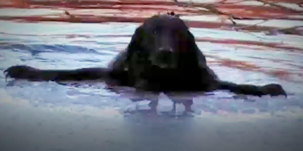 Rescuers Fall Through Ice Trying to Save Dog - Videos - The Dodo