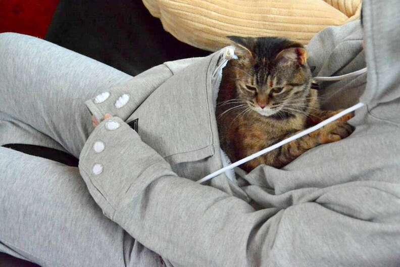 Genius New Hoodie Allows You To Wear Your Cat Wherever You Go The Dodo