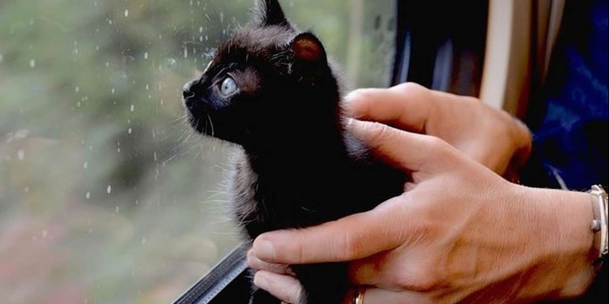 Abandoned Kitten Travels 600 Miles To Find His Forever Home The Dodo
