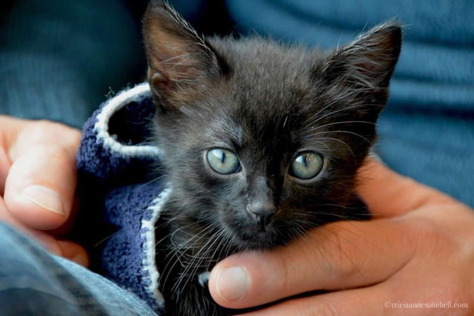 Abandoned Kitten Travels 600 Miles To Find His Forever Home The Dodo