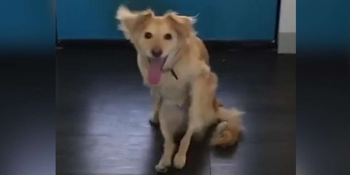 Meet The Happiest Dog On Earth - Videos - The Dodo