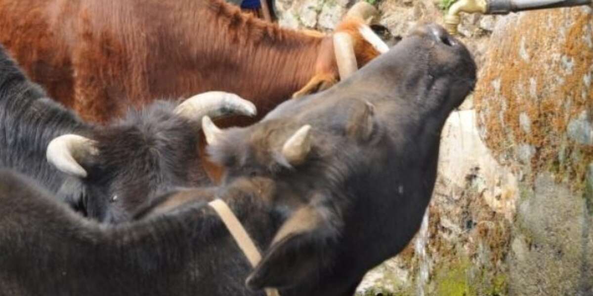 How You Can Help Stop The Single Largest Animal Sacrifice In The World ...