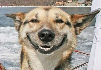dog smiles