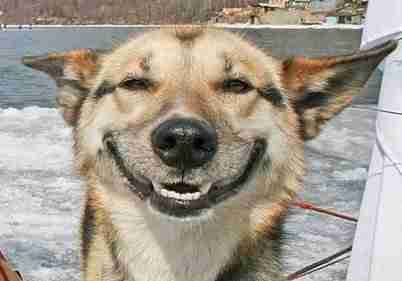 Image result for dog smile