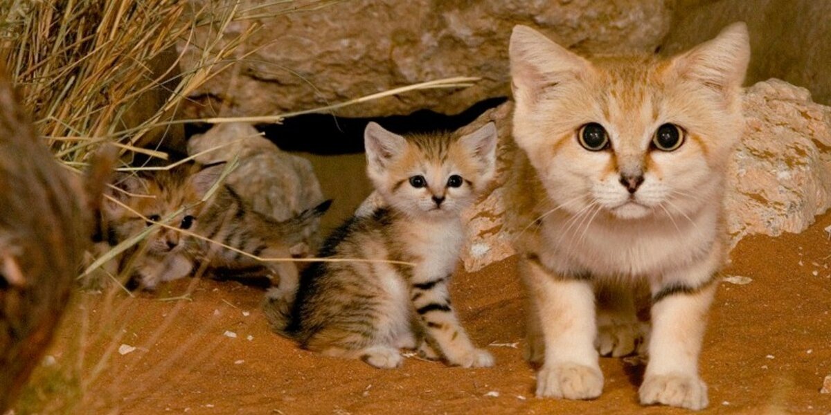 Desert store cat breeds