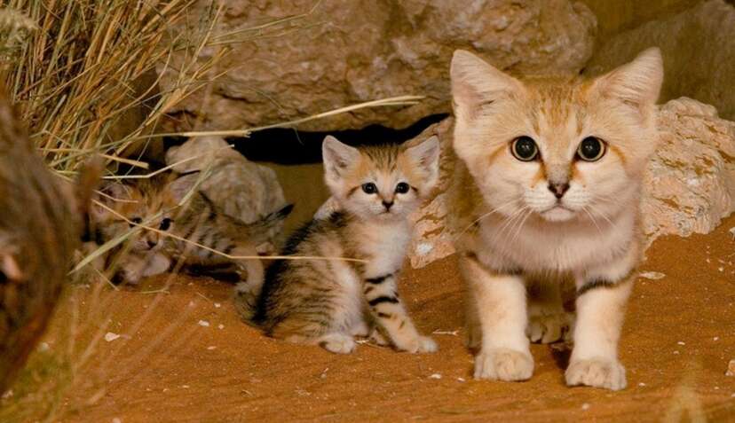 These Little Wildcats Look Like Kittens For Their Whole Lives