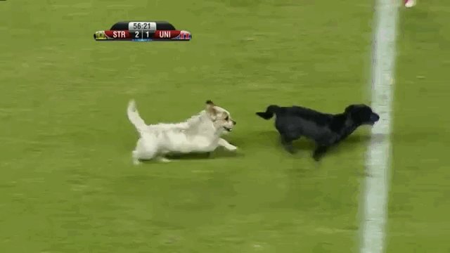 VIDEO: Dog on Soccer Field in Bolivia League Game, Player Adopts Puppy