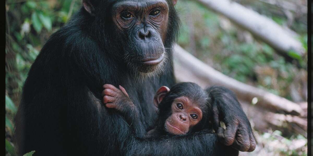 Flexible Personhood- Animals at our Disposal - The Dodo