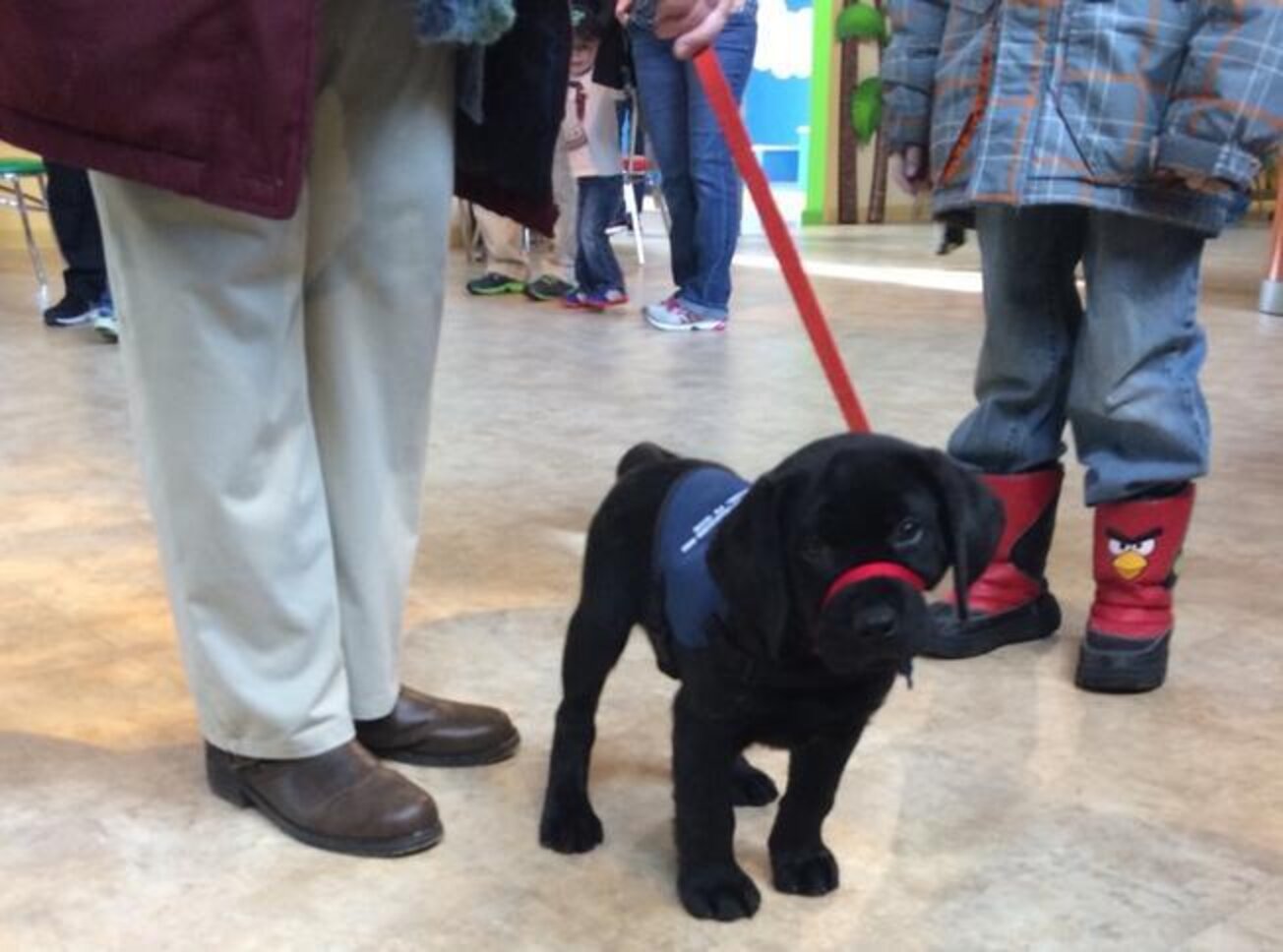 21 Very Snuggly Service Puppies In Training The Dodo