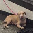 Hundreds Of People Walked By Mother Dog Abandoned In Train Station