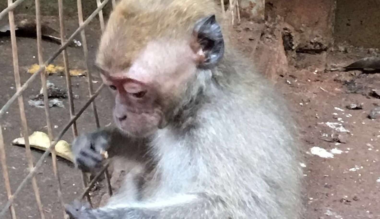 Baby Monkey Forced To 'Dance' For Tourists Is Finally Freed - The Dodo