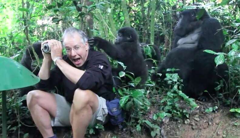 gorilla vs man