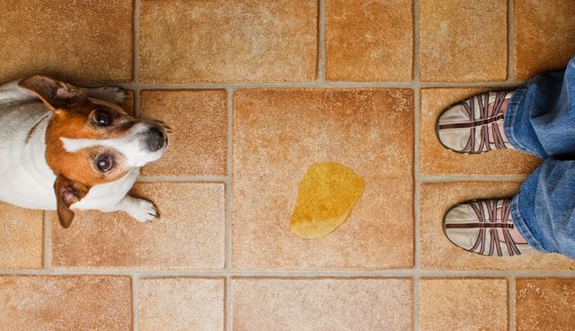 5 Tips To Permanently Rid Your House Of Pet Pee The Dodo
