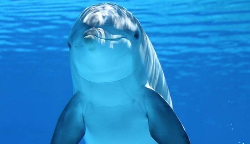 Here are our top 10 facts about dolphins