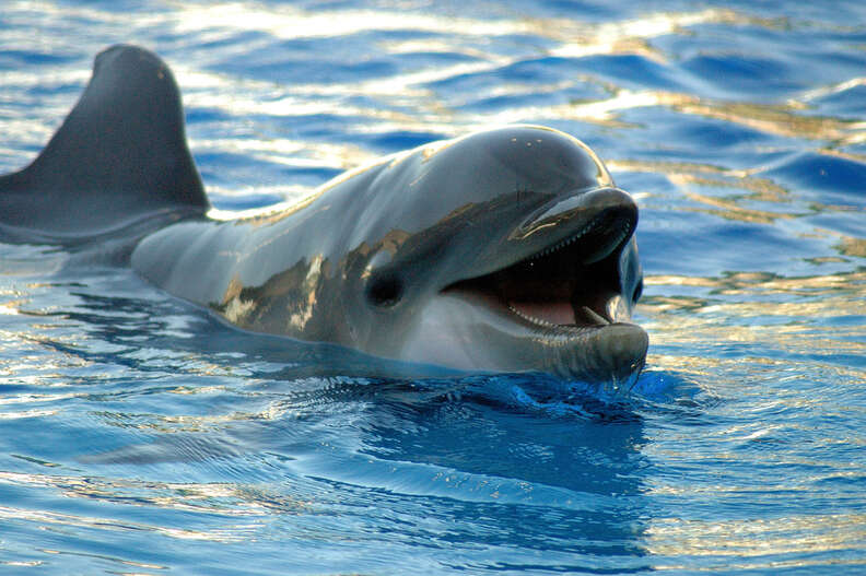 7 dolphin facts that may surprise you