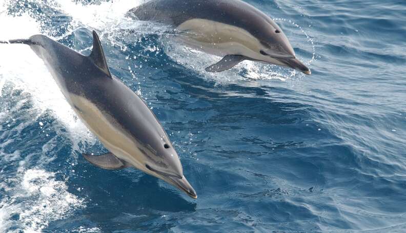 7 dolphin facts that may surprise you