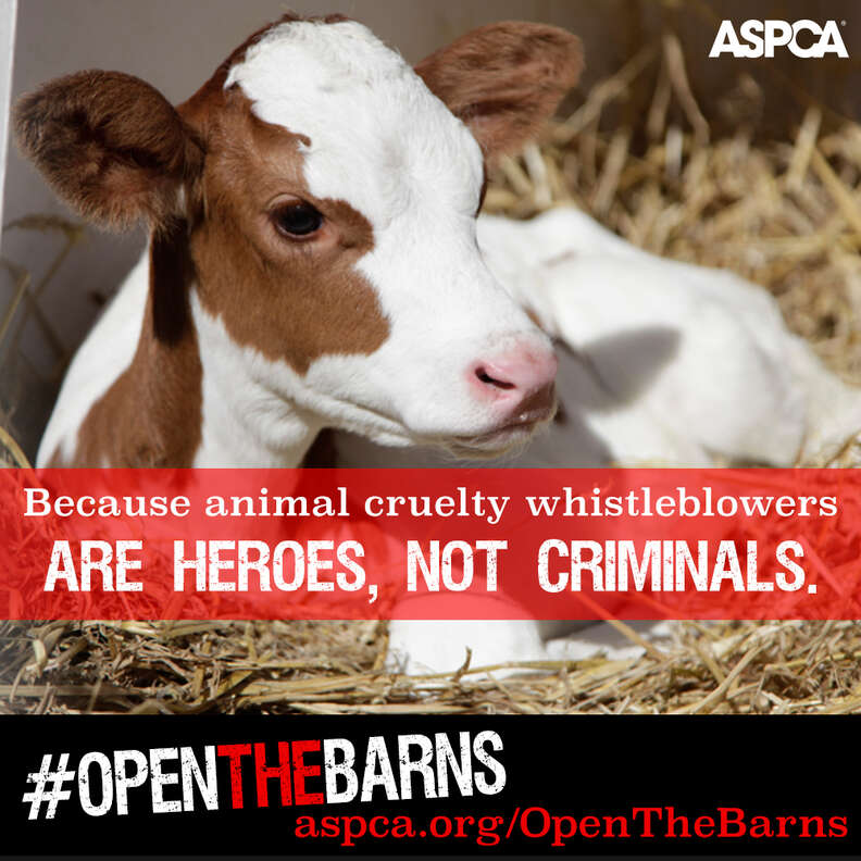 Aspca stance deals of dairy