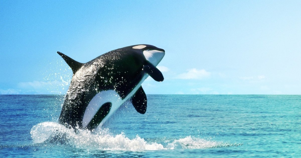 As “Blackfish” Soars, Will SeaWorld Sink? - The Dodo