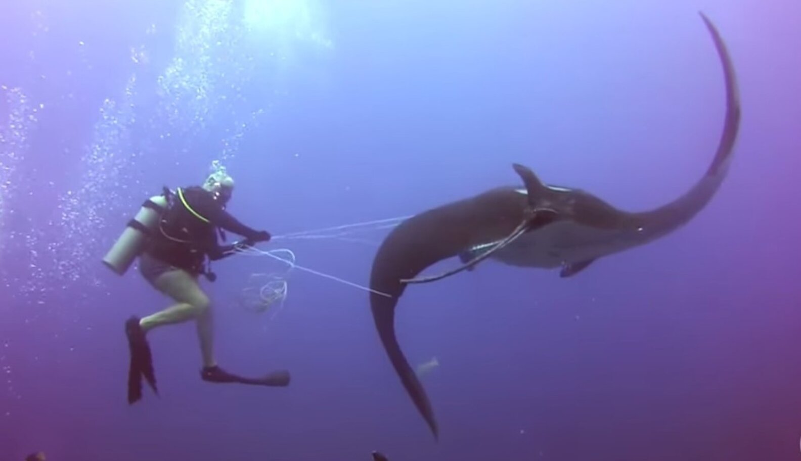 Diver Says Four Giant Manta Rays Tangled In Fishing Line Each ...