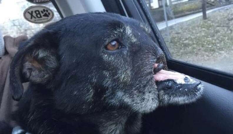 Dog Who Lost His Nose Is Still Waiting For Someone To Love Him - The Dodo